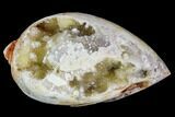 Chalcedony Replaced Gastropod With Druzy Quartz - India #111723-1
